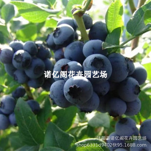 �{ݮÓ���M���{���{ݮ������ϸ߅����ߏ����Ե����̨�Nֲ�Y����