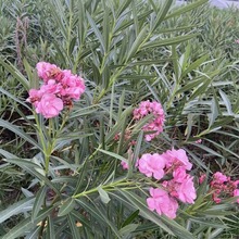 夹竹桃袋苗 小灌木植物 花境组合观赏开花植物 园林绿化工程苗木
