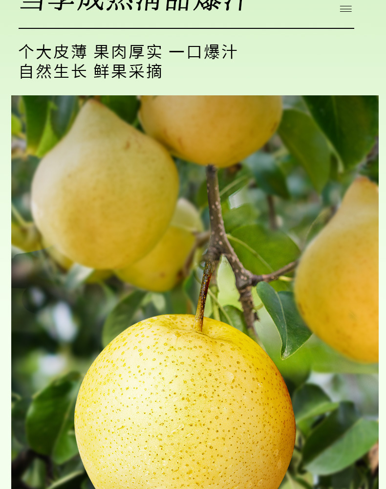 Snow Pear Jasmine Tea 80g Bag 10 Cold Brew Sachets Sugar Free Floral Fruit Tea key features