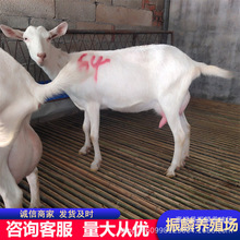 关中奶山羊养殖 奶山羊养殖利润分析 萨能奶山羊