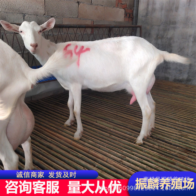 关中奶山羊养殖 奶山羊养殖利润分析 萨能奶山羊