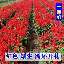 һ���t�N�Ӱ��U�ߗUһ���t���N���^�p�G�������L�@�־G�����ܲ���