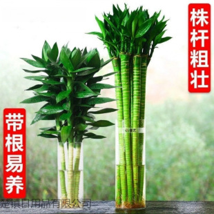 ����ˮ�B���F���^���D�\ˮ���҃ȃ����՚��ȩ���Ի��ܾGֲ