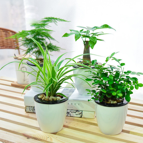 General nutrient solution for plants and flowers for flower cultivation, home gardening, potted pothos and rich bamboo concentrated flower fertilizer wholesale