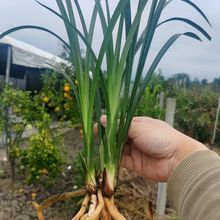 春剑原兜/四川巴山春剑/资源草/实生苗/连体苗/带花苞/大田草选花