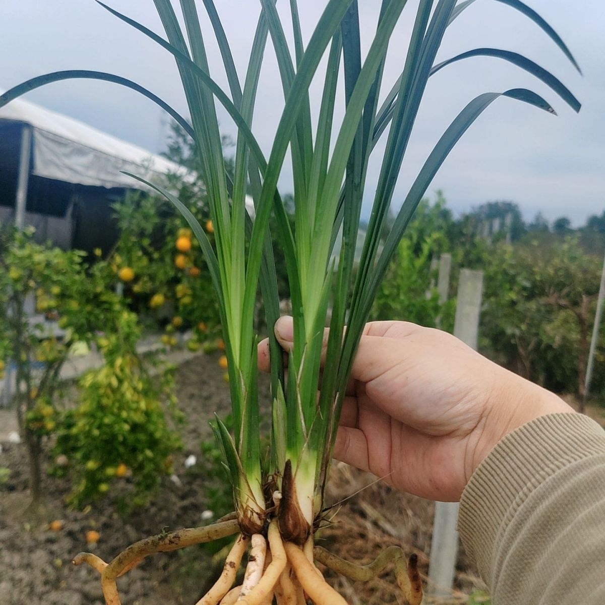 春剑原兜/四川巴山春剑/资源草/实生苗/连体苗/带花苞/大田草选花