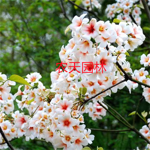 ��ͩ������໨��ͩ�������FͥԺ�e���ļ��G���е�ľ��ͩ���ͺ���