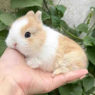 С���ӻ���٪�����L��������С�͹������m������С���ü��B������