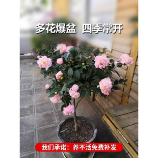 ɽ�軨�������Ԏ�����������ɫ�൤�ļ��׻��҃��̨ͥԺ����ֲ��