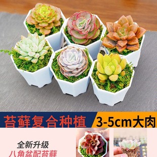 Succulent Plant with Pot, Good Potted Plant Combination, Large Flower Succulent Package, Beautiful Succulent Small Potted Plant