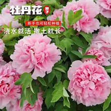代发牡丹花种子大花重瓣花卉籽绿植物盆栽室内外庭院栽种芍药种子