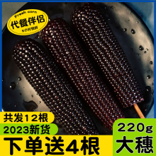 黑玉米新鲜糯玉米即食真空装包黏粘甜糯黑东北玉米棒子早餐苞米