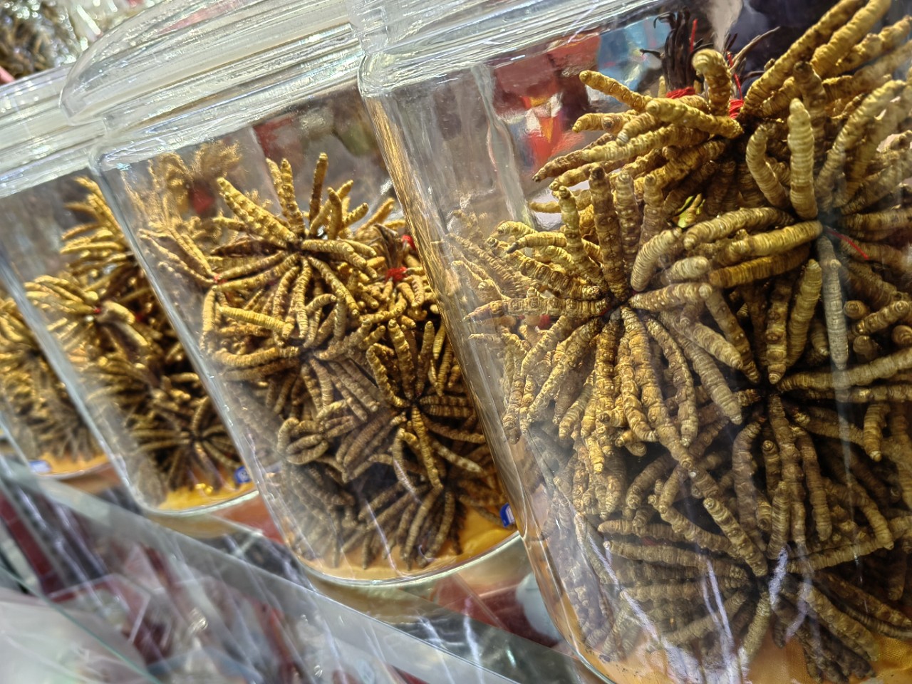 Dong Chong Xia Cao (Cordyceps sinensis) — Freeze-Dried Tibetan Cordyceps, 1g Portion in use