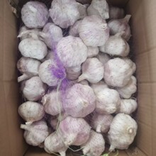 ɽ�|�������l 4.5-6.cm��Ƥ���^ ������ȥƤ���|���x����ԷN