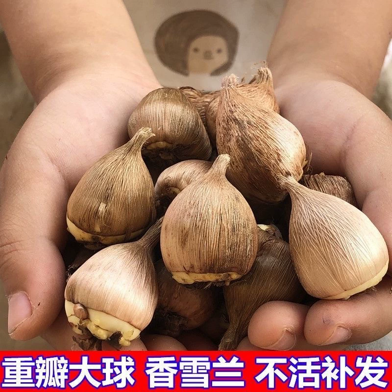 Двойной лепесток Ванильный посадочный шар Балкон Четыре сезона Цветочное растение в горшке Фрезия Посадка Корней Новичок Посадка семян