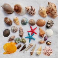 厂家直销天然大海螺贝壳海星小海螺鱼缸造景寄居蟹换壳漂流瓶材料