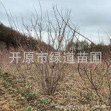 东北圃地丛生九角枫小区庭院造景九角枫树九角枫树桩播种小苗