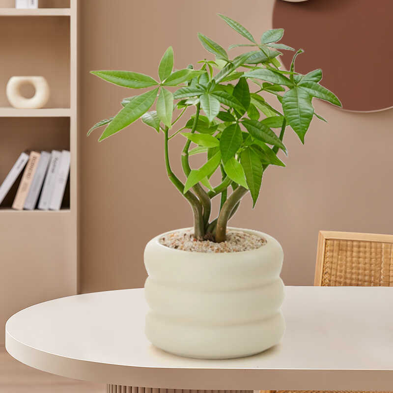 Office Desktop Green Plants Small Potted Plants Living Room Indoor High-Value Emotional Plants Ins Ornaments to Purify the Air
