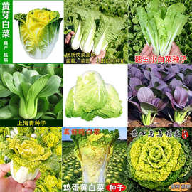 大白菜种子高产抗病山东白菜籽上海青小白菜蔬菜种子