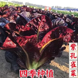 �Ͽ�ȸ���_�Rֱ���������r�߲�ɳ������������֭��ȸ���ļ��N��
