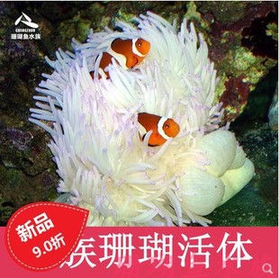 Purple Dot White Sea Anemone Coral Yellow Pacifier Sea Anemone Coral Clown Fish Symbiotic Sunflower Pet Express Package Live