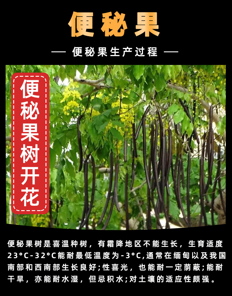 Seedless Cassia Fruit Slices Da Jie Guo 500g Dried Herbal Fruit Pieces for Traditional Herbal Tea overview