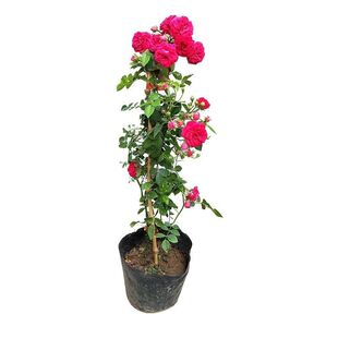 Redwood Fragrant White Wood Fragrant Flower Seedlings Potted Climbing Vines Strong Fragrance All Year Round Rose Climbing Florals Courtyard Yellow Wood Fragrant Florals