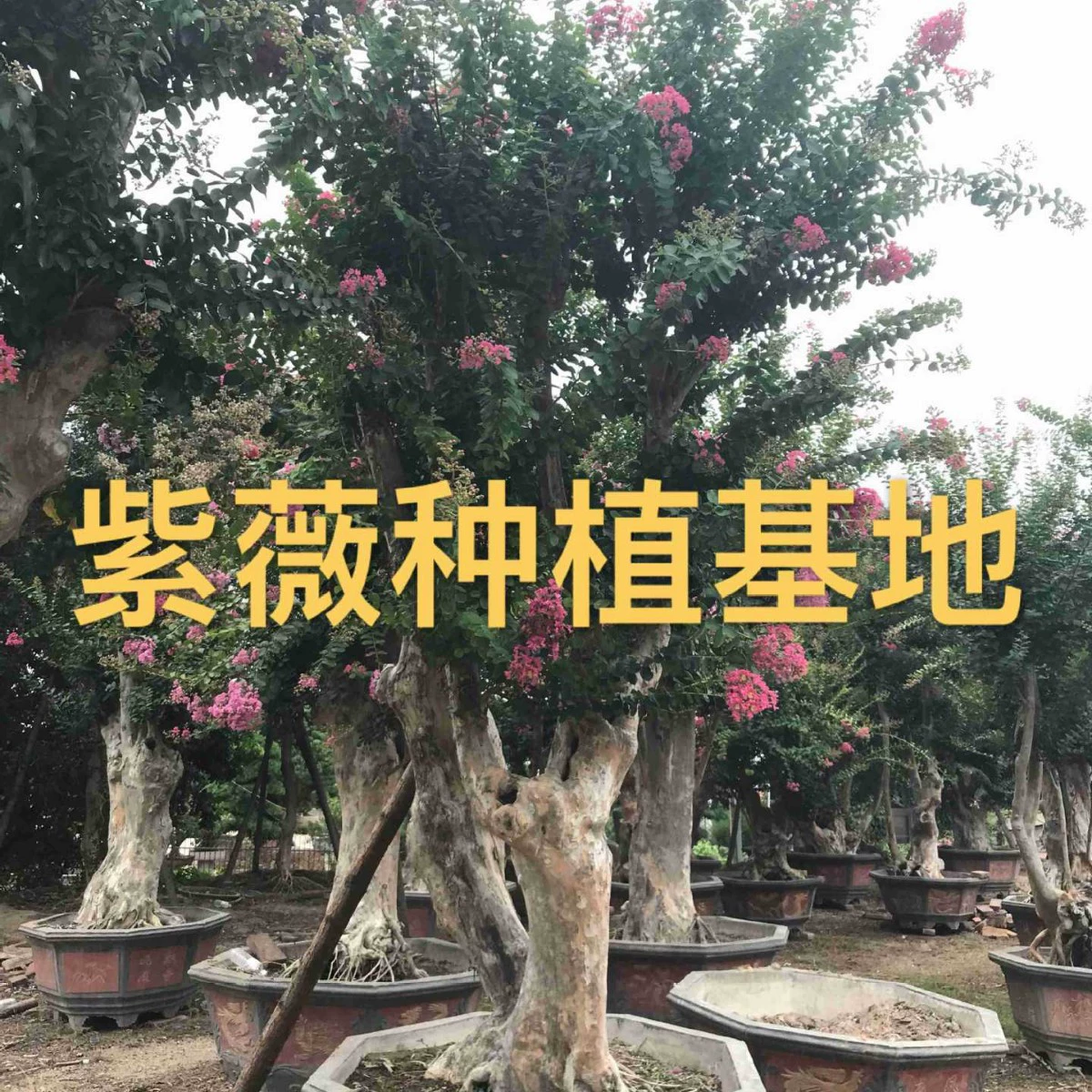 Оптовая продажа пней дерева Prunus coccinea в Шаньдуне, Цзянсу и Чжэцзяне, цена на бонсай из пней Prunus coccinea, бонсай из древних пней Prunus coccinea в Фуцзяне