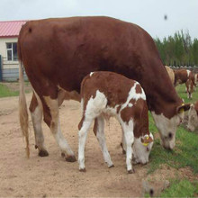 山西改良肉牛養殖場出售西門塔爾小牛3—6個月牛犢子二歲母牛