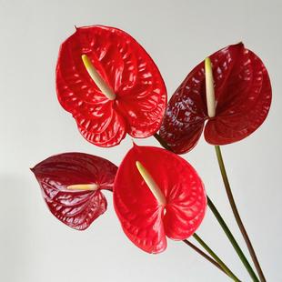 Special Anthurium Flowers for Wedding, Table Placement, Wedding Scene Layout, Photography and Photography, Kunming, Yunnan, Straight Hair