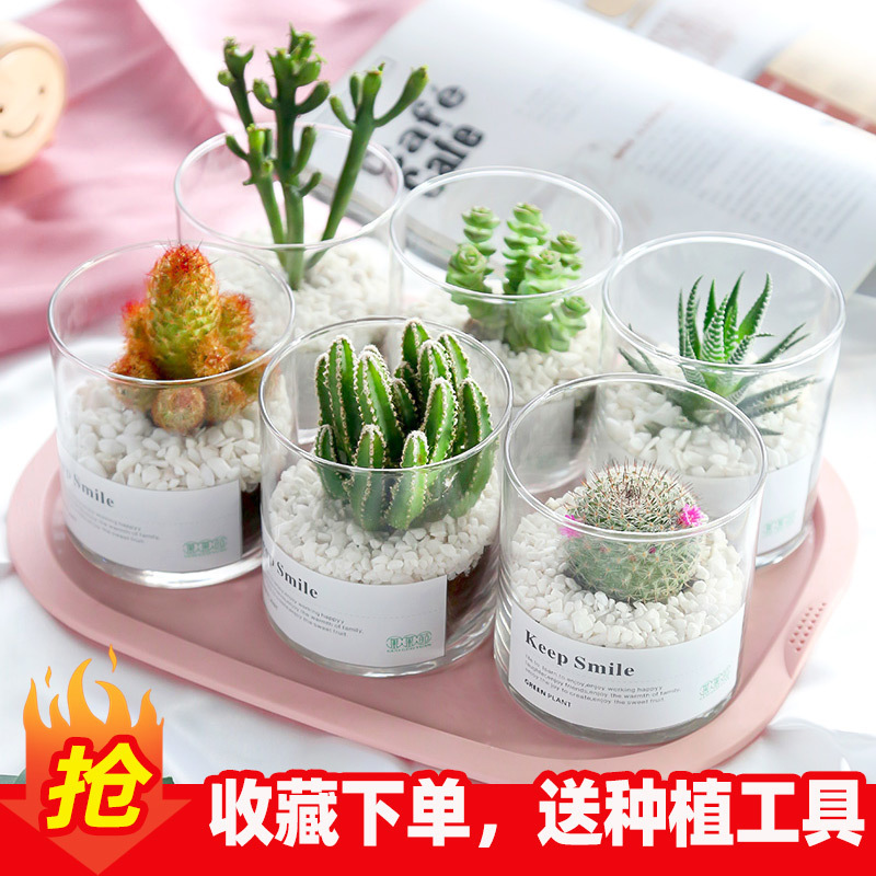 仙人球仙人掌盆栽植物开花多肉室内防辐射办公室绿植花卉