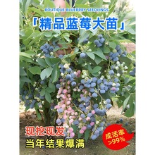 {ݮ{ݮ籱ϷNֲļ䱡Fش̨