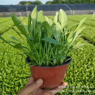 金鸡菊杯苗基地批发 庭院花海工程松果菊 道路景观花卉金鸡菊盆栽
