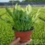 基地工程庭院景观金鸡菊