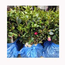 ���ϲ�÷С�����Դ���������÷�G�����̘��� ��ľ С�� �Gֲ