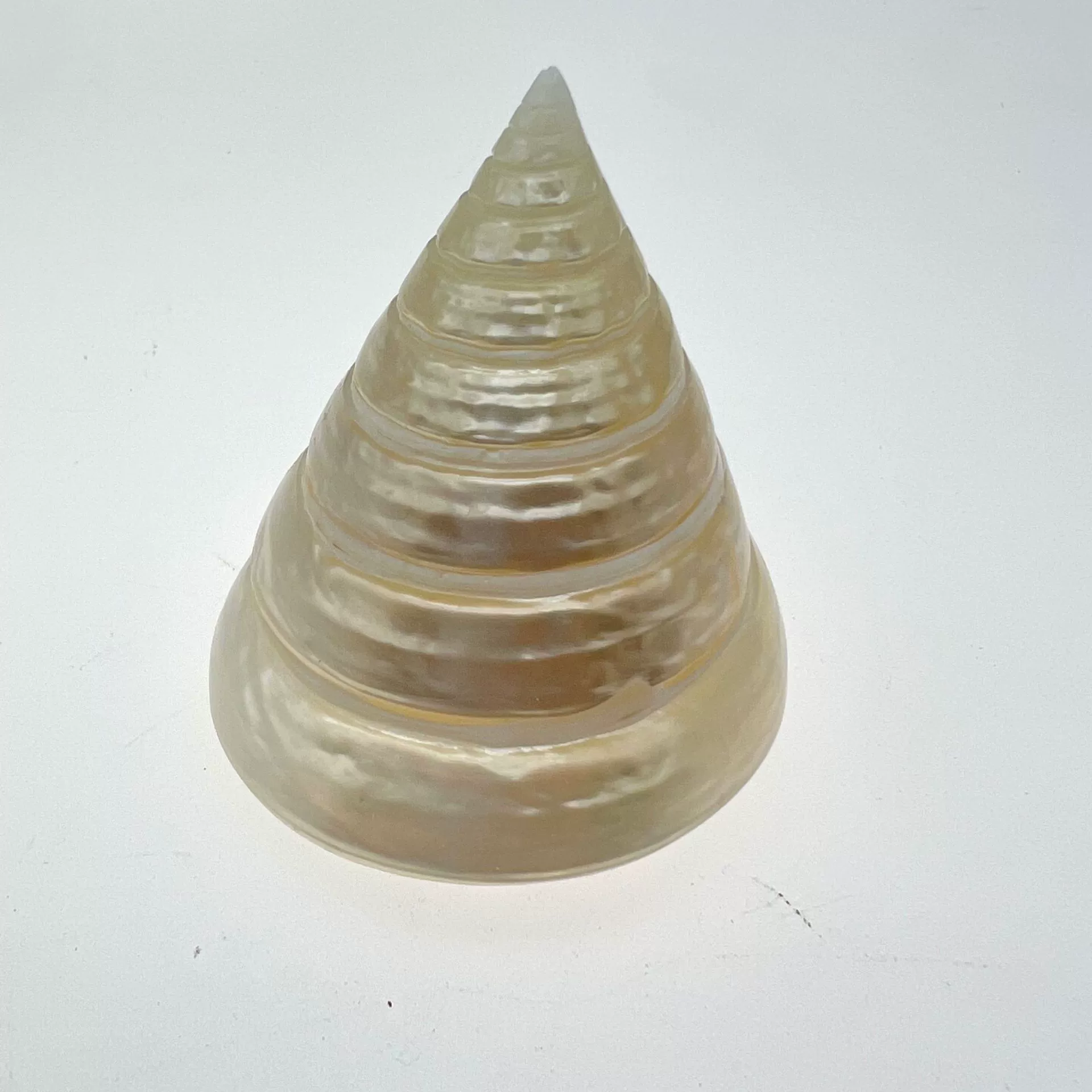 Study natural shell conch fluorescer tower snail tank landscaping decorative shell conch DIY crafts