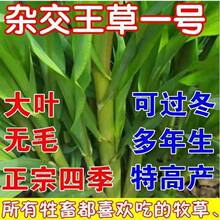 �M���s���������N���ļ�����������ιţ���~�߮a���~�Bֳ��������
