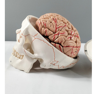 Human Skeleton Skull Model European and American Digital White Head Comes with 8 Parts Brain Model