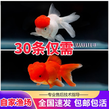 金鱼活鱼狮子头小型观赏鱼丹顶红冷水鱼淡水鱼小金鱼苗锦鲤鱼
