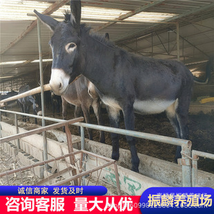 ���H�Bֳ���������wСë�H�r�� 200-300��С�H��r�����