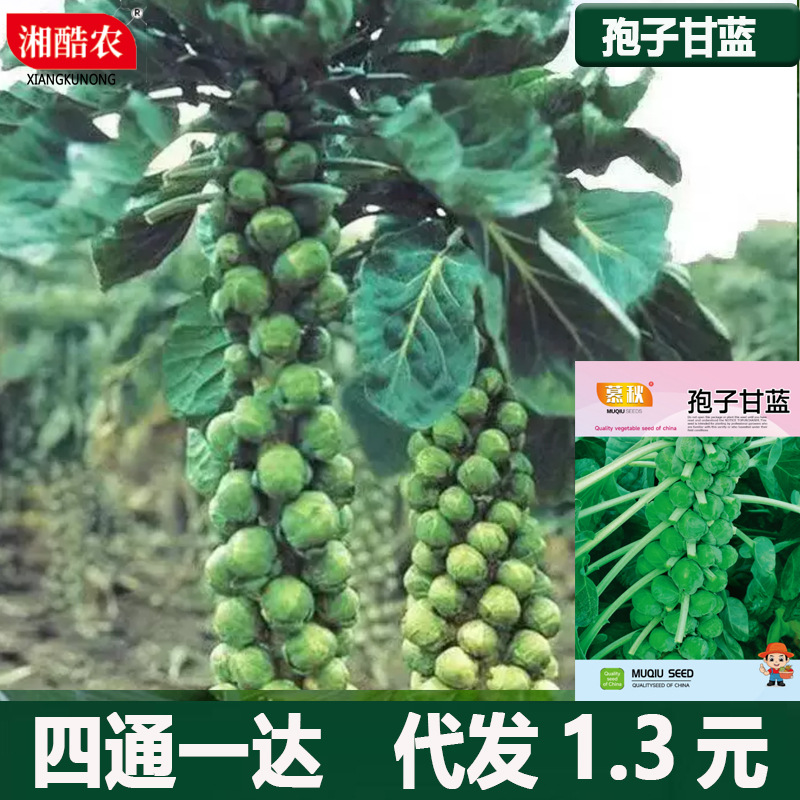 孢子甘蓝种子迷你小包菜种籽盆栽蔬菜秋冬蔬菜种子高产易种四季播