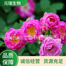 扬州销售植物提取液蔷薇花提取液 供应植物蔷薇花 适用于医药行业