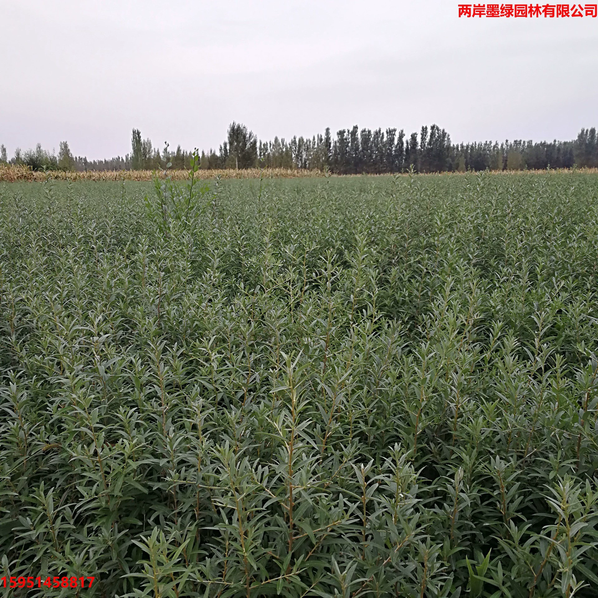 基地批发小果沙棘树苗 中亚大果沙棘苗木 俄罗斯大果地栽沙棘树苗