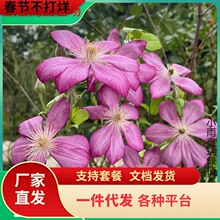��������F��ɏ���������绨�󻨽M�̨ͥԺ���������ٱ�����ֲ��