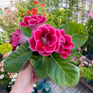 ����ͩ�ذꎧ�����԰l؛�ļ��_��ܽ�ػ�������ѩ���̨�����l؛