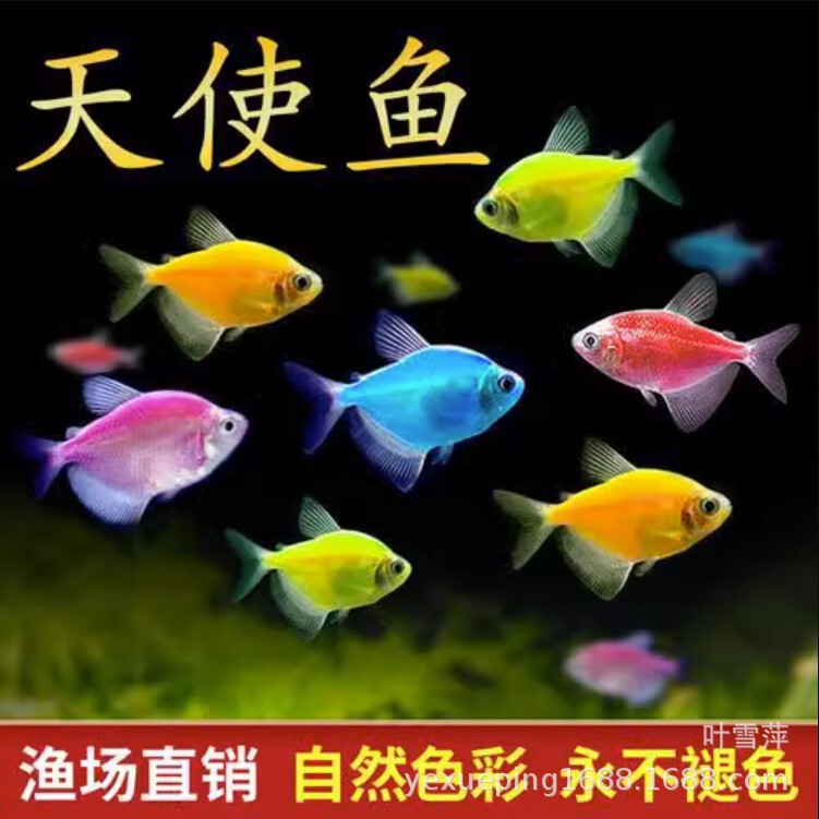 Angel fish live tropical ornamental fish red blue purple yellow green jade tiger green apple red yellow fishing farm wholesale Angel fish live tropical ornamental fish red blue purple yellow green jade tiger green apple red yellow fishing farm wholesale