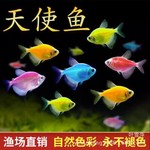 天使鱼活体热带观赏鱼红蓝紫黄绿翡翠老虎青苹果红衣黄衣渔场批发