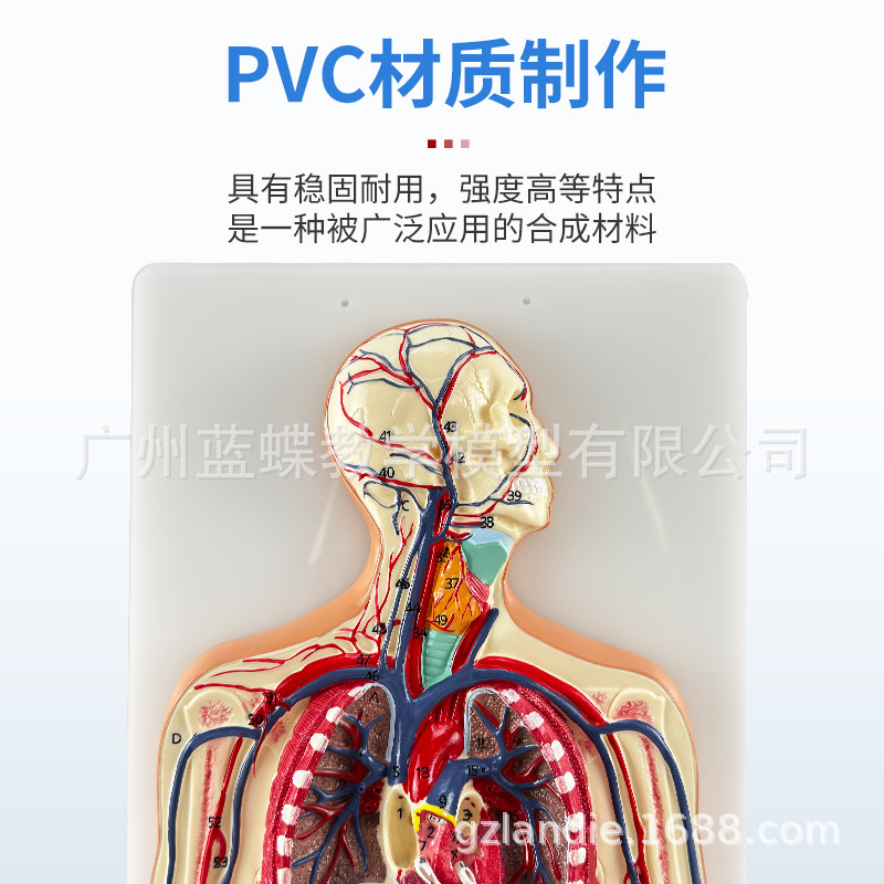 ҽѧ����ѪҺѭ��ϵͳģ��������������Ѫ�ܶ�����ϵͳ���ʽ̾�