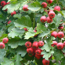 ɽ高� ������ɽ��� ���r�tɽ高��箔��Y���ϱ����NֲҎ���Rȫ