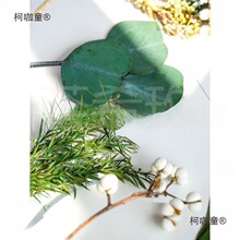 ��֦�ɹ����~�ɻ��ȼ����~���~С�׹�ǧ���~��޹����ͨ��DI��̫��